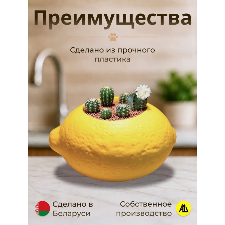 Купить Кашпо для кактусов лимон ASDAMATOYS