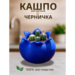 Кашпо для кактусов черника