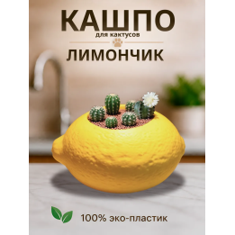 Кашпо для кактусов лимон