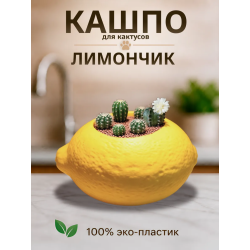 Кашпо для кактусов лимон