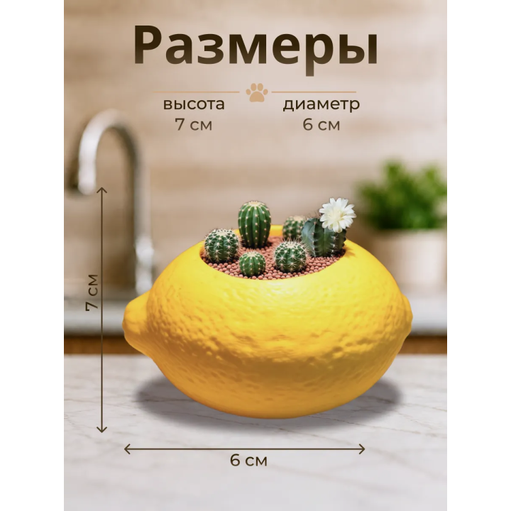 Кашпо для кактусов лимон
