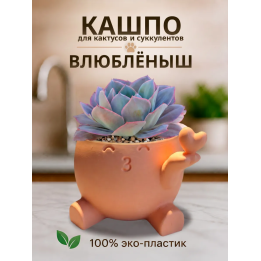 кашпо для кактусов и суккулентов сердце